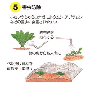 turnip-5