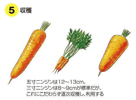 carrot-5